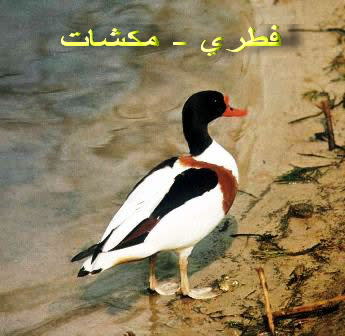 موسوعة ( الحيوانات مهددة الإنقراض )  Mk42658_shelduck