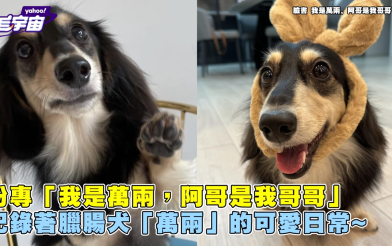 臘腸犬學「招財貓」自動加戲！超逼真喵叫網驚：內建貓魂