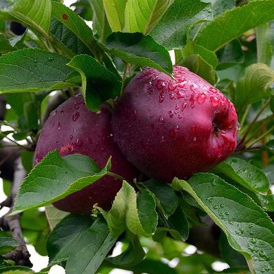 Red Delicious Apple Tree - PlantingTree