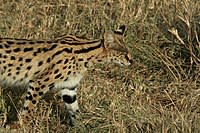 موسوعة ( الحيوانات مهددة الإنقراض )  200px-Serengeti_Serval