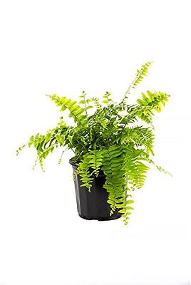 Large Fake Sword Fern Plants - Outdoor Artificial Ferns