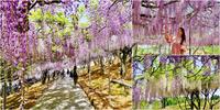 季節限定美景～九州最大紫藤花園，免付費、免預約，還有免費停車場