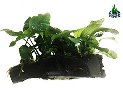 Easy Live Aquarium Plants Package - 4 Kinds - Anacharis,  and more! 