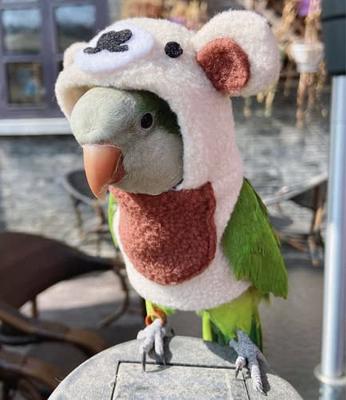 Bird Costume Bird Diaper Flight Suit Bird Bear Shape Bird Clothes Cosplay  Photo Prop for Parrots Lovebird Parakeet Cockatiel Small Animals Apparel  (Without Diaper,Cockatiel) - Yahoo Shopping