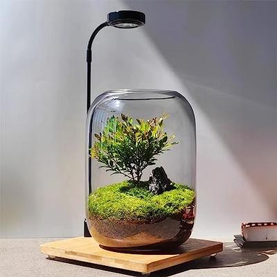 Tree of Life] Moss Plant Micro Landscape Glass Flower Container