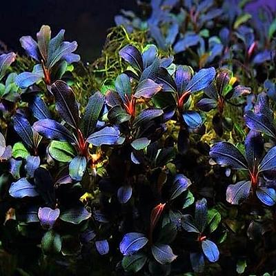 Planterest - Bucephalandra Brownie Blue Tissue Culture US Grow