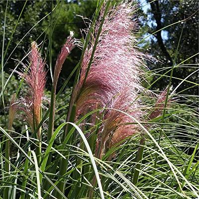 QAUZUY GARDEN Heirloom 50+ Ornamental Perennial Grass Seed - Pampas Grass -  Pink Tall Feathery Blooms, Eye-catching Plant, Easy to Grow & Low  Maintenance - Yahoo Shopping