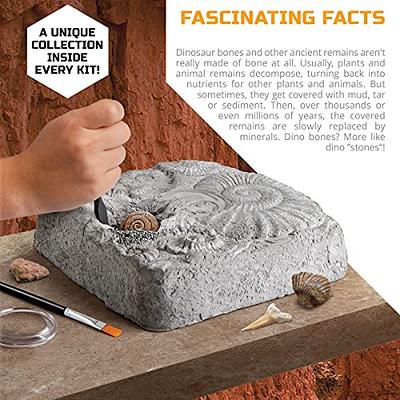 Discovery #MINDBLOWN Colossal Fossil Dig Set, 15-Piece Archeology