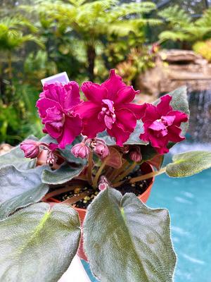 Live house plant purple bloom variegated African Violet Harmony's