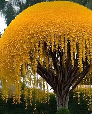 Weeping Cherry Tree Seeds