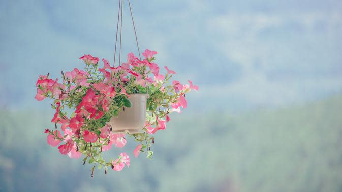 Cara Membuat Pot  Bunga  dari  Botol  Bekas  yang Digantung Unik