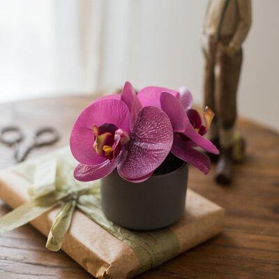 Orchid Floral Arrangement in Planter Primrue Flowers/Leaves Color: Purple