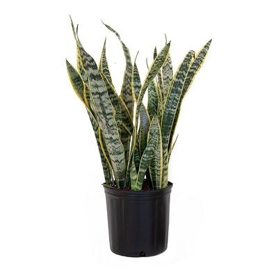 EverGrace Philodendron Burle Marx Plant in 8 in. Decorative Resin