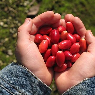 Synsepalum dulcificum - Fruit miracle