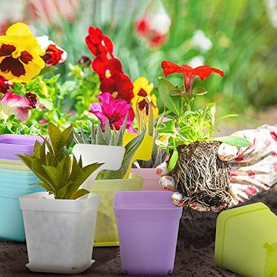 6-Inch Transparent Plastic Planter Plant Nursery Pots with Drainage Hole  Indoor