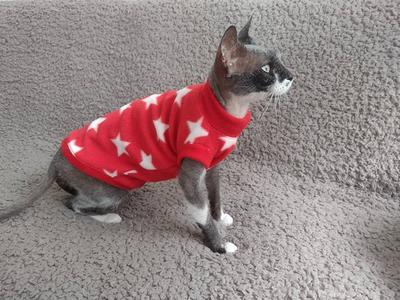 Sphynx Cat Clothing