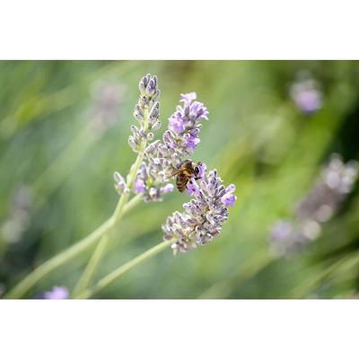 Live Lavender Plants