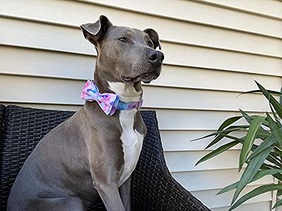 ARING PET Dog Collars with Bowtie-Velvet Dog Bow tie Collar, Adjustable  Dark Green Dog Collar