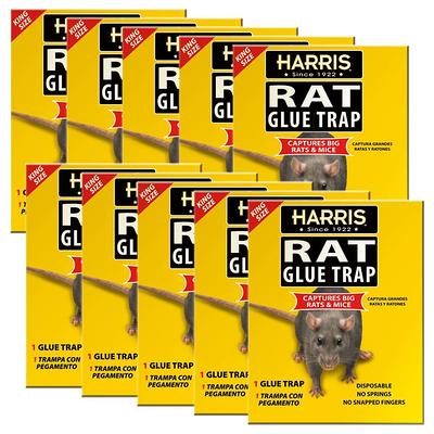 Harris Reusable Plastic Mouse Trap (4-Pack)