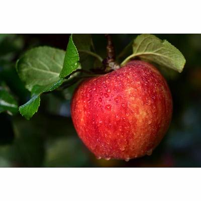 apples  Minnesota Prairie Roots