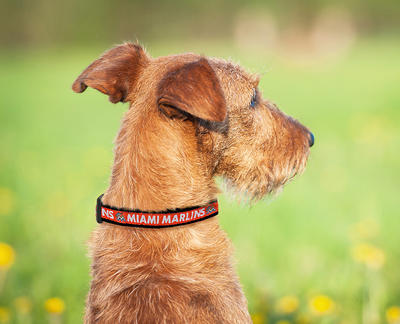 Pets First MLB Dog Collar XL Chicago Cubs