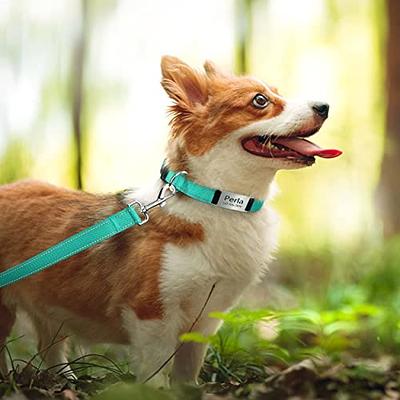 Dog Collar with Personalized Slide-On Nameplate