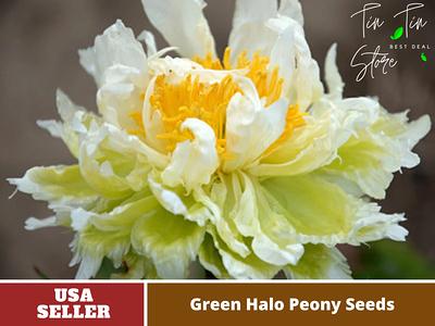 10 Rare Seeds Sorbet Perennial Peony Seeds authentic 