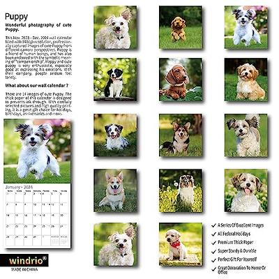 2024 Wall Calendar - Calendar 2024, Wall Calendar 2024, Cutie Dogs