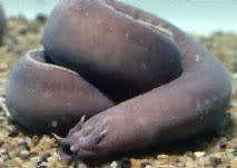 موسوعة ( الحيوانات مهددة الإنقراض )  Hagfish