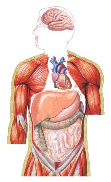 النظام الغذائى والتدريبى فى شهر رمضان .. كل عام وانتم بخير Organs