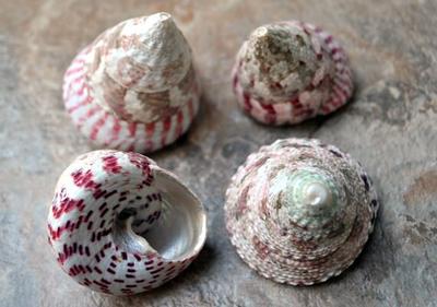 Yellow Cup Scallop Shells - Mexican Pecten Vogdesi - (4 shells approx.  2.5-3 inches)