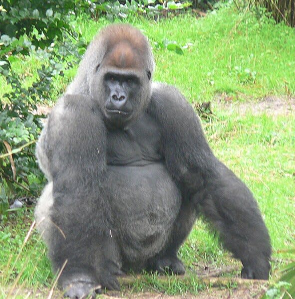 موسوعة ( الحيوانات مهددة الإنقراض )  591px-Male_silverback_Gorilla