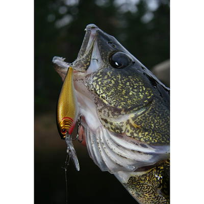 Berkley Flicker Shad Fishing Lure, Firetail Hot Perch, 5/16 oz