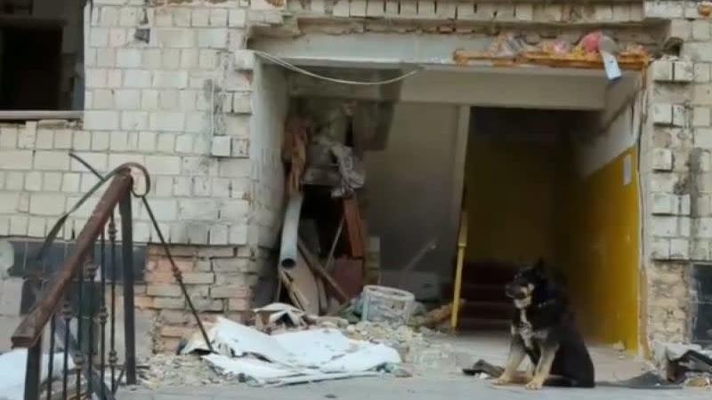 俄烏戰爭家園被毀！忠犬守門不離開