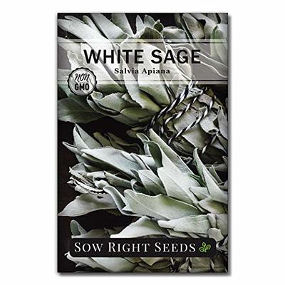 Sage White Salvia Apiana Organic Seed 10 