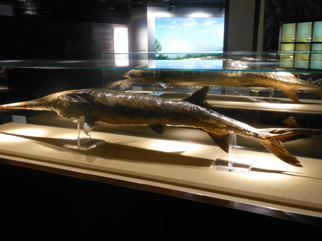 Este es un espécimen de un Psephurus gladius maduro (pez espátula chino), que se exhibe en el Museo de Ciencias Hidrobiológicas del Instituto de Hidrobiología Wuhan de la Academia de Ciencias de China. (Wikimedia Commons/CC BY-SA 4.0)
