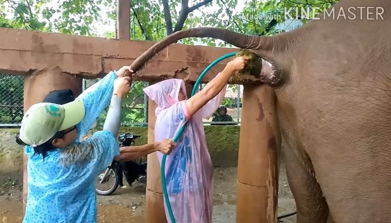 老象因便秘問題影響健康，獸醫以灌腸方式治療。（圖／翻攝自Samui Elephant Sanctuary臉書）