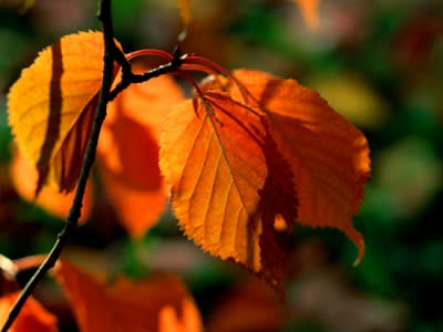 جمال فصل الخريف حول العالم Beautiful-autumn+%252811%2529