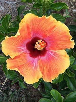 OnlinePlantCenter 3 Gal. Seminole Pink Tropical Hibiscus Flowering Shrub  with Large Single Pink Flowers H949G3 - The Home Depot