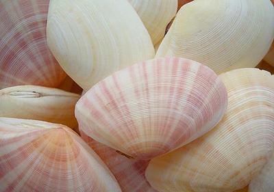 Coco Clam Seashells - (20 shells approx. 1.5-2 inches)