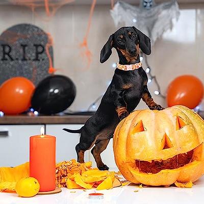 Lionheart glory Dog Collar Fall Dog Collars with Bow Tie Halloween Dog  Collar Bow Female Male Pet Collar Dogs Collar Bows Duty Adjustable Dog Bow  Collars for Large Dogs - Yahoo Shopping