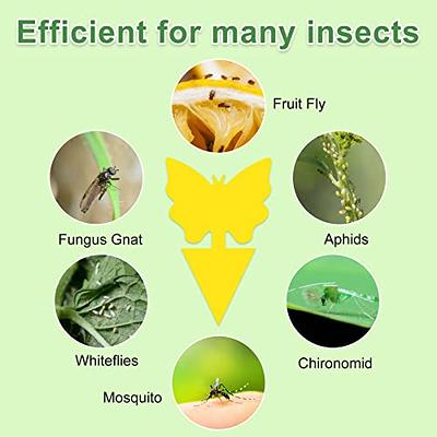 Stingmon 60 Pack Sticky Traps Indoor Plants Fruit Fly Traps, Yellow Sticky  Trap Killer for Insects, Fungus Gnat Traps Sticky for House Plants Bugs -  Yahoo Shopping