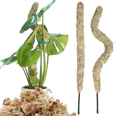  Halatool 12OZ Natural Sphagnum Moss for Plants 10 QT Premium  Peat Moss Dried Long Fiber Orchid Moss for Orchid Repotting Carnivorous  Succulents Garden Flowers Crafts Terrarium and Reptiles : Patio