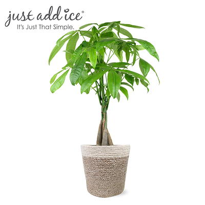 Just Add Ice 14-16 Money Tree Live Plant in 5 Cream Jute Pot, House Plant  - Yahoo Shopping