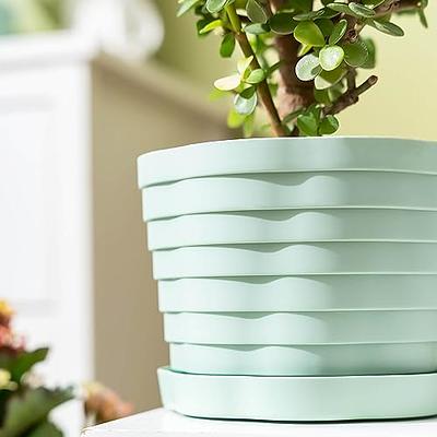 YNNICO 6 inch Plant Pots, 5 Pack Flower Pots Outdoor Indoor, Planters with  Drainage Hole and Tray Saucer