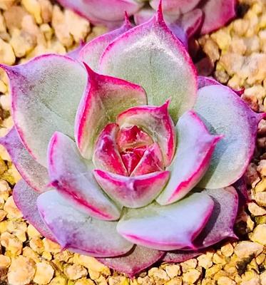 purple rose succulents