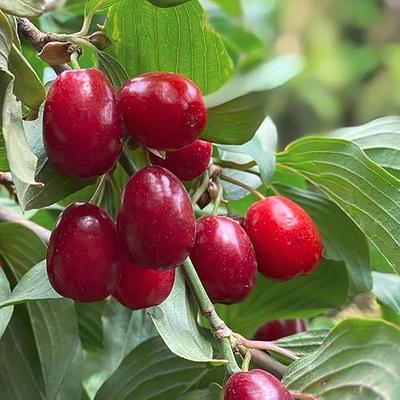 cherry tree seeds