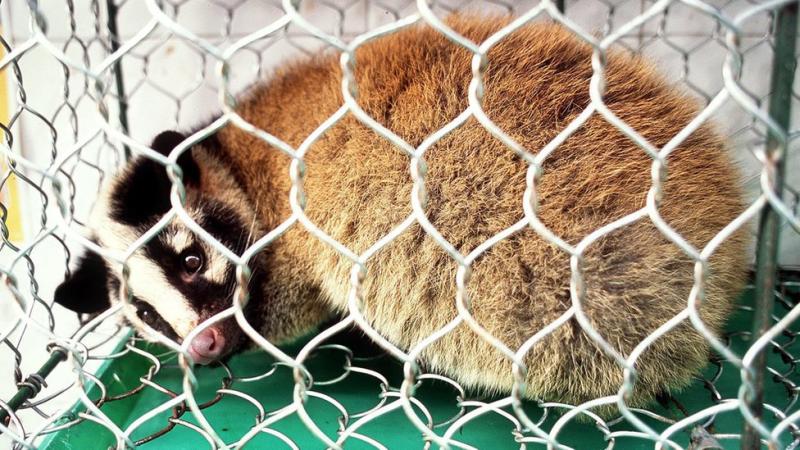 Tikus yang  Dijual di Pasar Asia  Tenggara  Mengandung Virus 