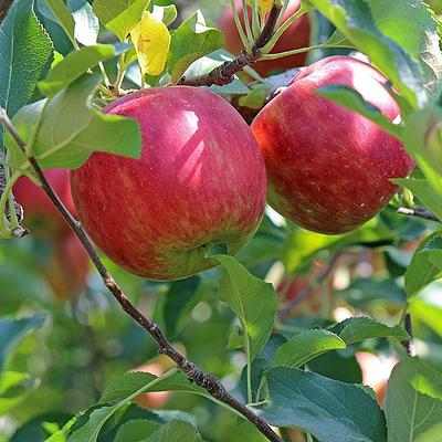 Online Orchards Dwarf Fuji Apple Tree Bare Root