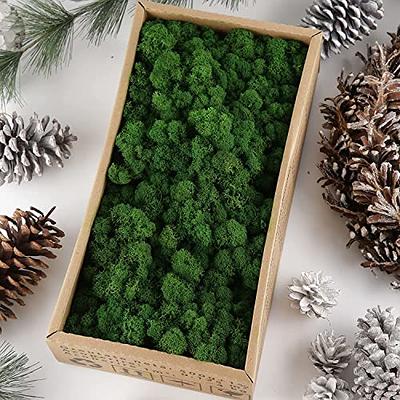 Taleasy Natural Green Preserved Reindeer Moss (18 oz) - No Smell & No Color  Loss - Bulk Forest Moss DIY Decor for Potted Plants, Terrarium, Fairy  Gardens, Wall Art, Wedding, Any Craft - Yahoo Shopping